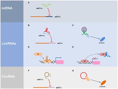 The Role of Non-coding RNAs in Diabetic Nephropathy-Related Oxidative Stress